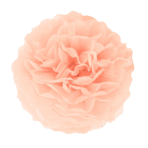 ​Pom pom persikka 35cm